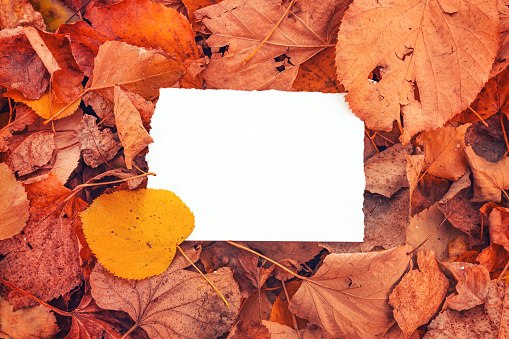 Blank white paper card note in dry autumn leaves, top view
