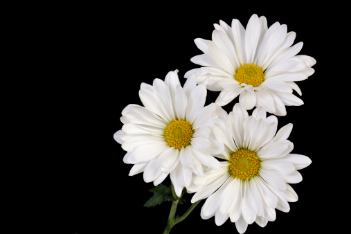 Three white daisies on a black backgroundJust beautiful flowers to make your day!