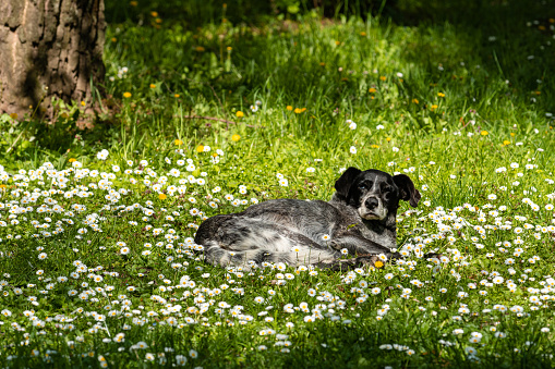 Old stray dog sleeping in public park on bed of blooming daisy wildflowers, selective focus