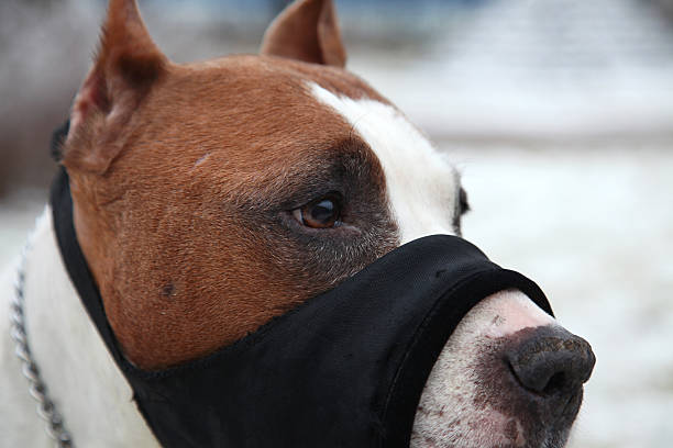 istock Beware of Dangerous Dog 184943596