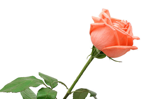Róża brzoskwini kolor – zdjęcie