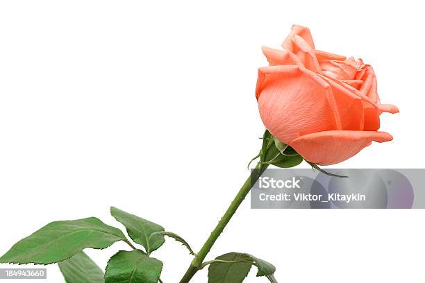 Foto de Rosas Cor De Pêssego e mais fotos de stock de Rosa - Flor - Rosa - Flor, Laranja - Descrição de Cor, Fundo Branco