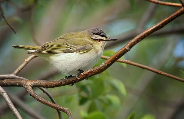 Red-eyed Vireo in Nova Scotia