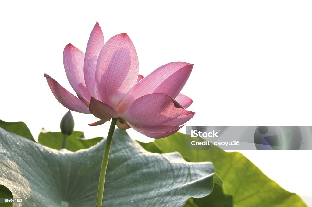 lotus flower Blossom - Стоковые фото Без людей роялти-фри