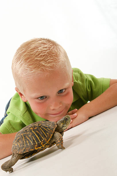 istock Child watching pet turtles uphill battle 184944440