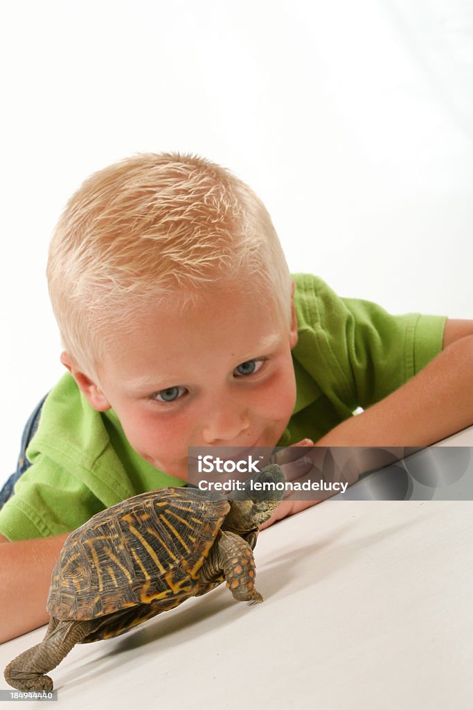 Criança ver pet Tartarugas encostas Batalha - Royalty-free 4-5 Anos Foto de stock