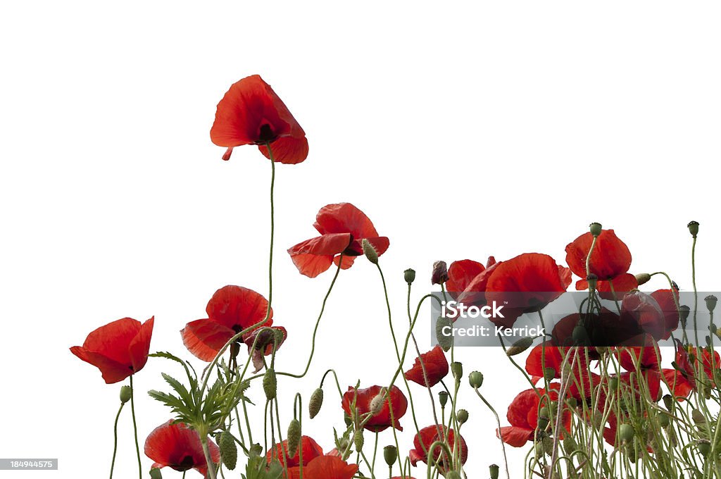 Poppys, isoliert auf weiss - Lizenzfrei Poppy Bud Stock-Foto
