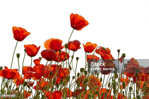 Poppys Isoliert Auf Weiss Stockfoto und mehr Bilder von Mohn - Pflanze - Mohn - Pflanze, Feld, Blume