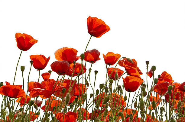 poppys isolé sur blanc - poppy flower field red photos et images de collection