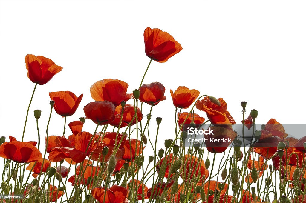 Poppys 흰색 바탕에 그림자와 - 로열티 프리 양귀비-식물 스톡 사진
