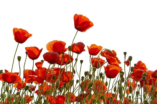 a lot of poppy blossoms, buds and capsule on a poppy field, more poppys on white: