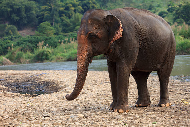 Asian Elephant by River stock photo
