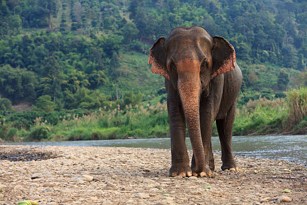 Elephant Standing by River "An elephant standing by a river, about to charge.Other elephant images:" indian elephant photos stock pictures, royalty-free photos & images