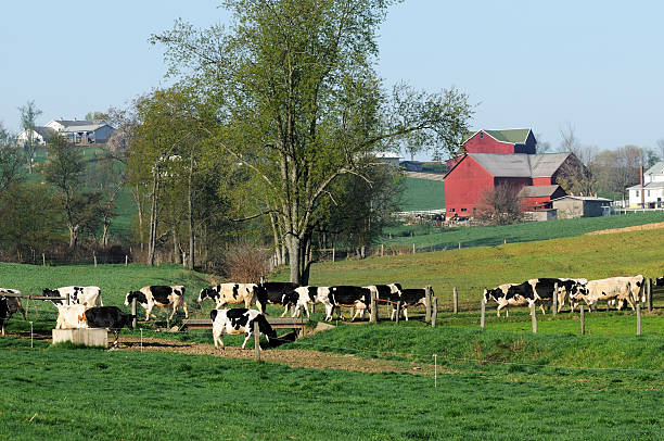 istock Amish Dairy Farm in Ohio 184944616