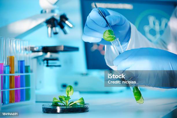 Biotechnology Stock Photo - Download Image Now - Microscope, Plant, Biological Cell
