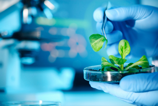 A scientist examining parts of a plantFor more science related images see this lightbox: