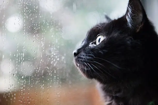 Photo of Cat looking out a window