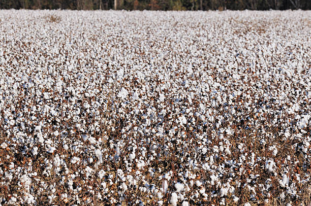 istock Georgia Cotton Farm Field 184944955