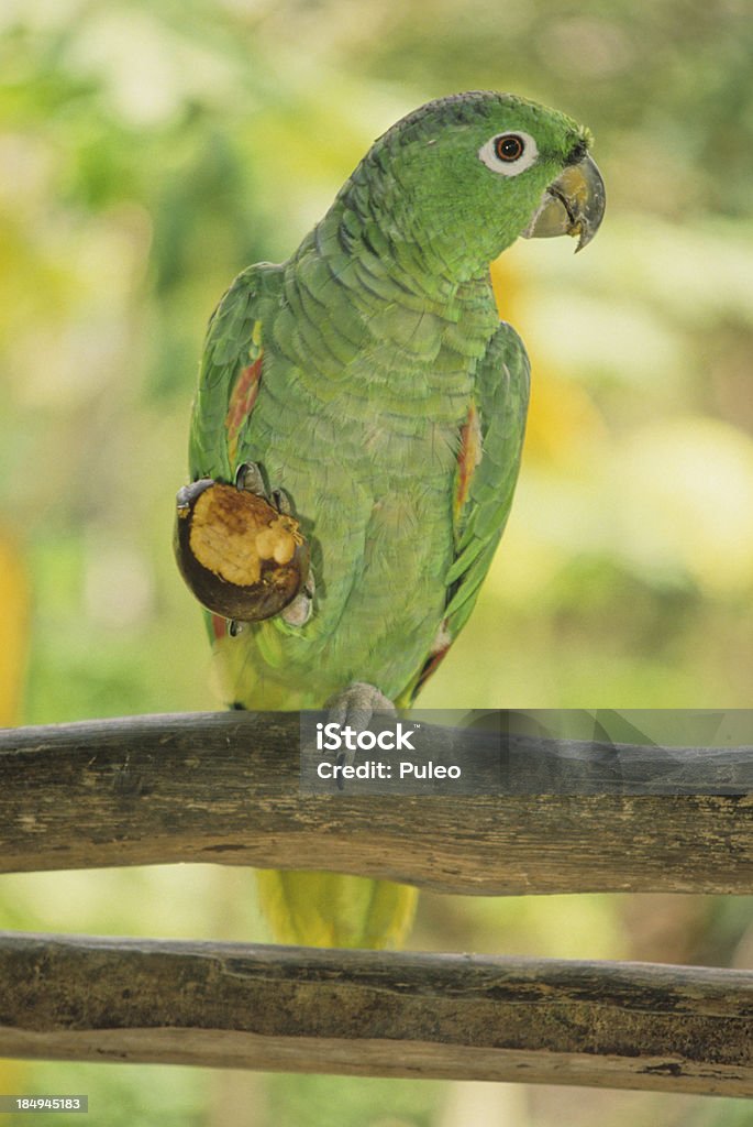 ムジボウシインコ - アマゾン地域のロイヤリティフリーストックフォト