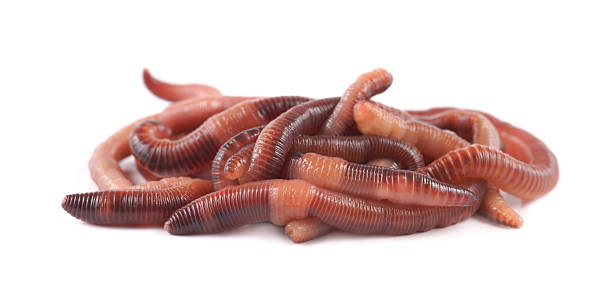 istock Fishing, live bait, red worm Dendrobena 184945233
