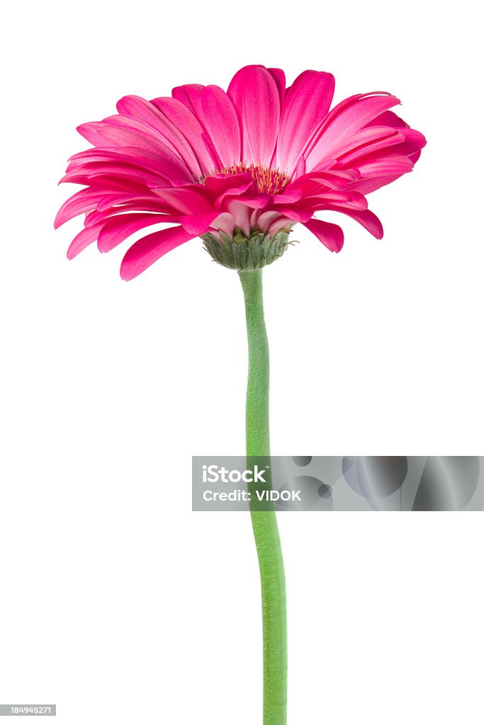 gerbera. Pink fower on white background. Beauty In Nature Stock Photo