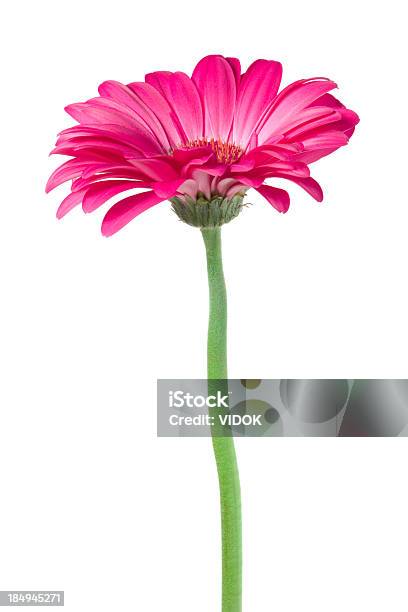 Gerbera Stock Photo - Download Image Now - Beauty In Nature, Close-up, Color Image