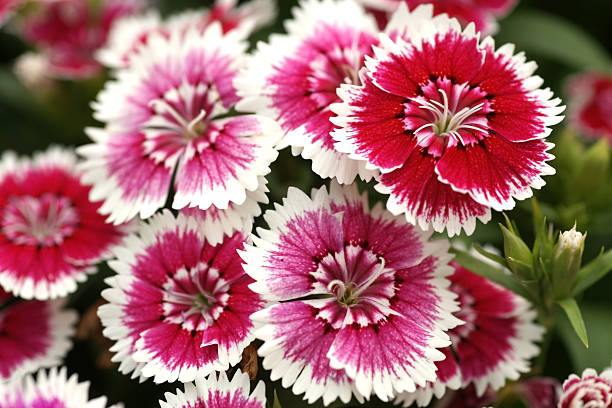 istock Group of  purple Dianthus flower 184945351