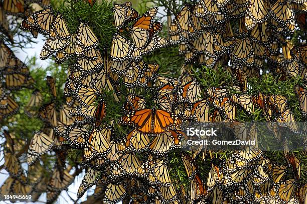 Primer Plano De Un Monarca Mariposas En Derivación Foto de stock y más banco de imágenes de Mariposa monarca - Mariposa monarca, Mariposa - Lepidópteros, Árbol