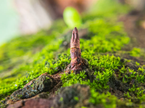 istock New twigs growing on the tree. 1849457315