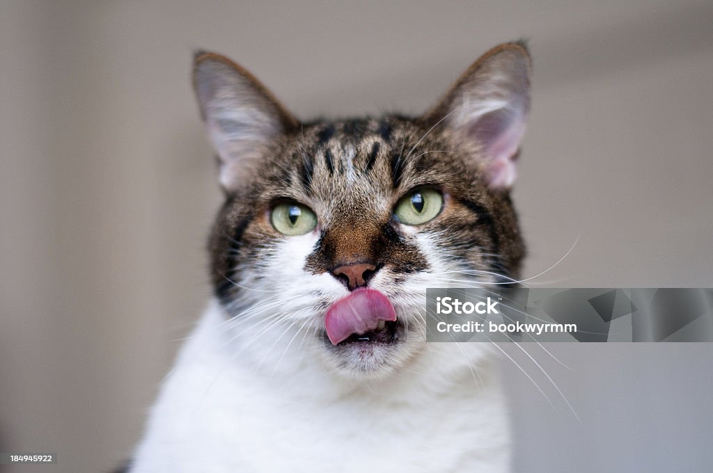 Katze den Lippen lecken - Lizenzfrei Bildkomposition und Technik Stock-Foto