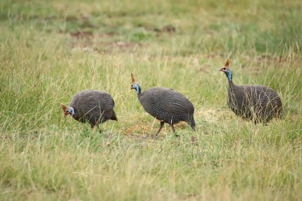istock Wild birds in Africa 1849459425