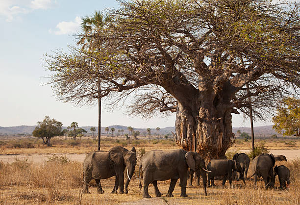 istock Elephants and old baobab tree Ruaha, Tanzania 184946074
