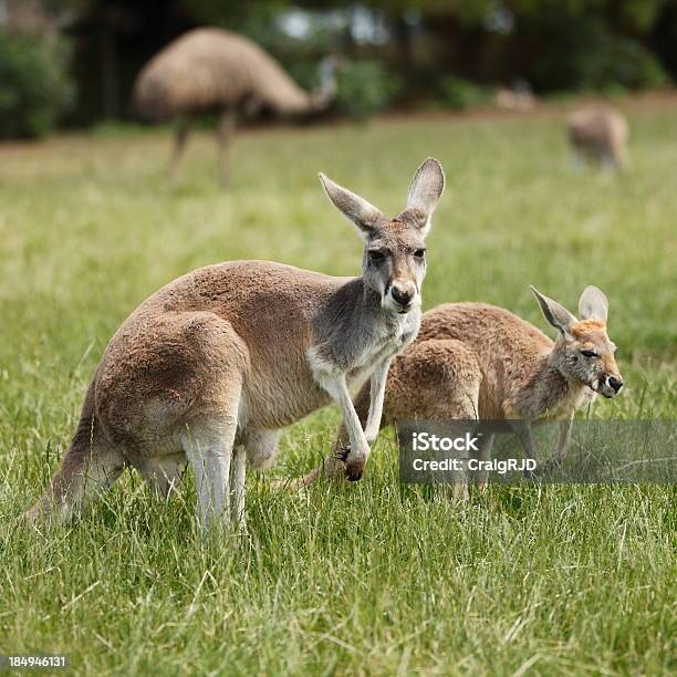 Australian Naturale - Fotografie stock e altre immagini di Ambientazione esterna - Ambientazione esterna, Animale, Animale selvatico