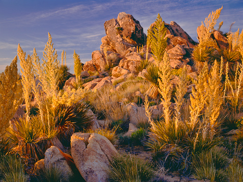 Fit Woman Standing on Boulder, Hiking in Joshua Tree National Park, California . High quality photo