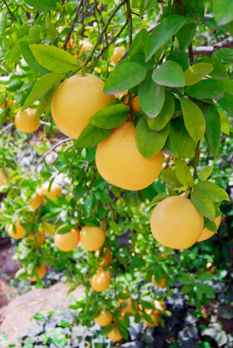Close up image of a grapefruit tree bearing fruit.
