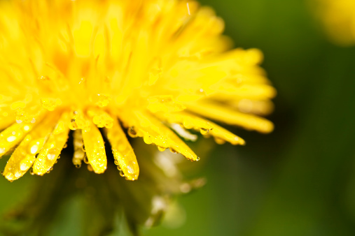 blossom of dandelion,covered with waterdrops