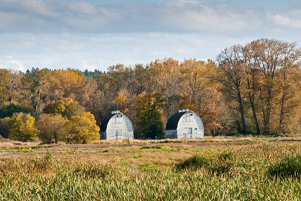 Twin Barns in the Fall Wetlands are an important ecosystem that are permanently or seasonally dominated by water. The primary factor that distinguishes wetlands from other bodies of water is the characteristic presence of aquatic plants adapted to the unique environment. Wetlands play an important role in the environment, including water purification, water storage, processing of carbon and other nutrients and stabilization of shorelines. Wetlands are also home to a wide variety of plant and animal life. The historic twin barns and wetland was photographed at the Nisqually National Wildlife Refuge near Olympia, Washington State, USA. jeff goulden barn stock pictures, royalty-free photos & images