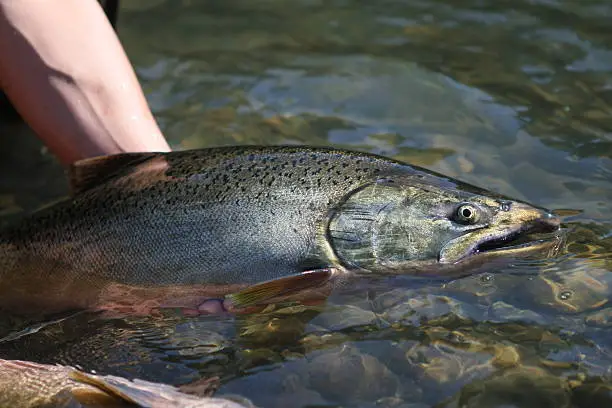 "Chinook Salmon caught, Nisqually River, Wa. Pacific Northwest"