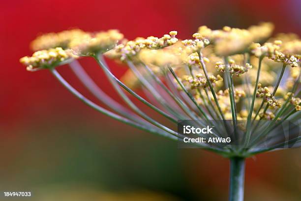 Fenchelblumen Stockfoto und mehr Bilder von Anis - Anis, Fenchel, Fotografie