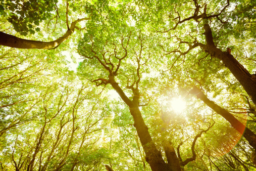 Verde exuberante bosque y sol a través de las hojas photo
