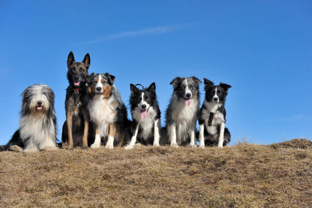 freunde - group of dogs stock-fotos und bilder