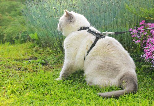 beautiful big cat breeds British Shorthair