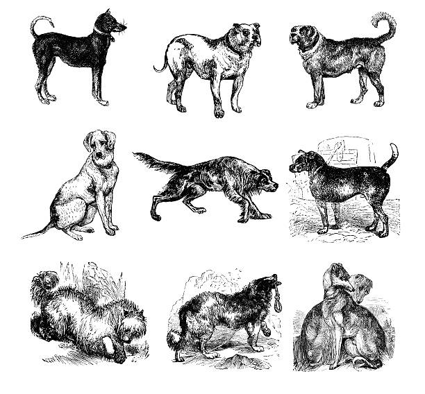kolekcja purebred krajowe pies typów: bulldog setter mastif deerhound - black labrador black dog retriever stock illustrations