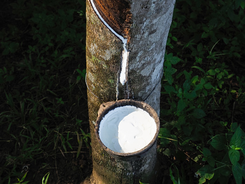 The rubber tree in the garden has a rubber cup.  It consists of white latex and has a lump of rubber in the cup.