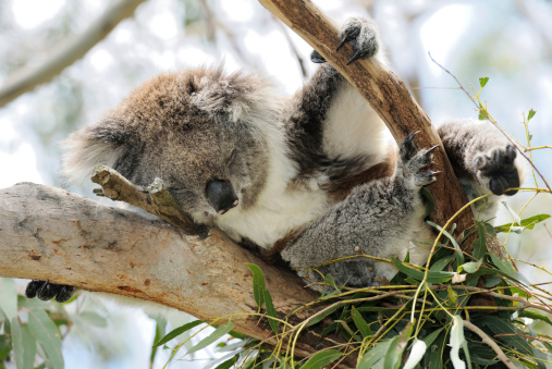Wild australian koala