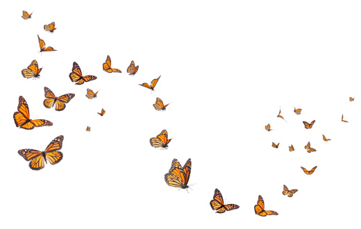istock Monarch Butterflies in Motion 184947660