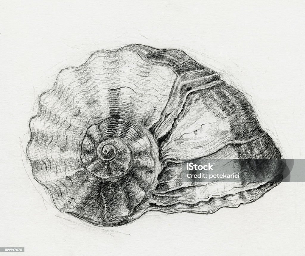 貝殻のスケッチ - 動物の殻のロイヤリティフリーストックイラストレーション