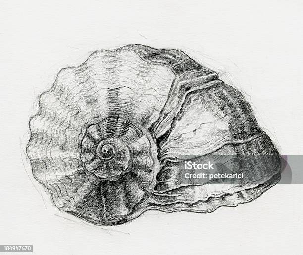 Sea Shell Rys - Stockowe grafiki wektorowe i więcej obrazów Farba - Farba, Zwierzęca skorupa, Artysta