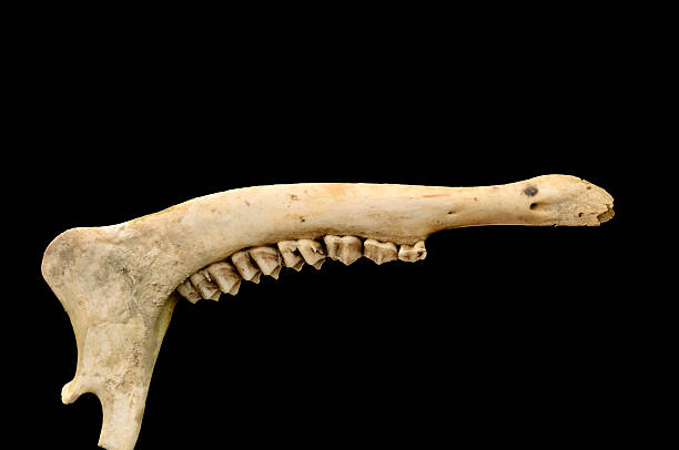 White-tail Deer Jawbone Here it is, the jawbone from a White-tail Deer, complete with back teeth, isolated on black animal jaw bone stock pictures, royalty-free photos & images