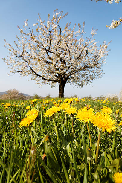 Spring Cherry Blossom with Copy Space
